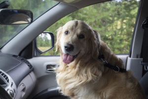 Golden retriever sitting in a car.