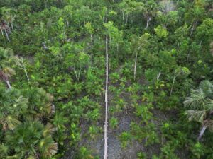 More than one in three tree species at risk of extinction: Report | Environment News