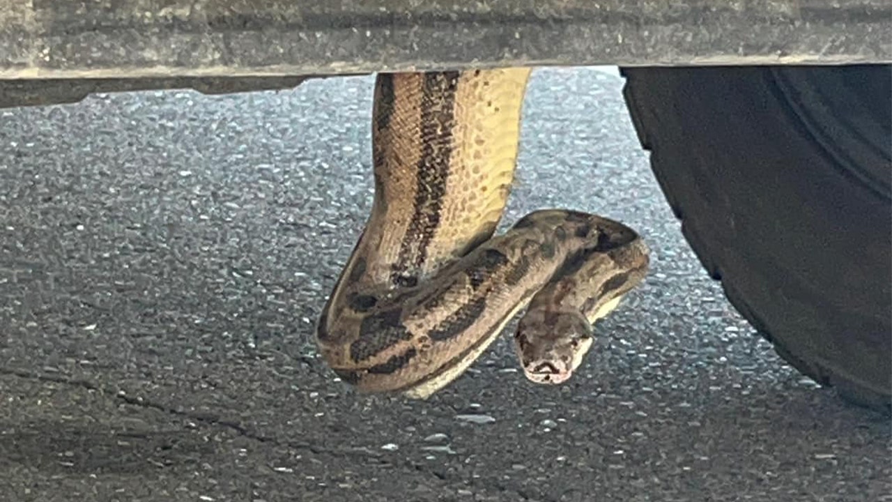 Arizona firefighters remove boa constrictor from pickup truck