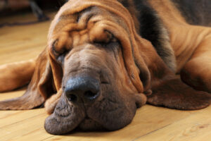 bloodhound sleeping