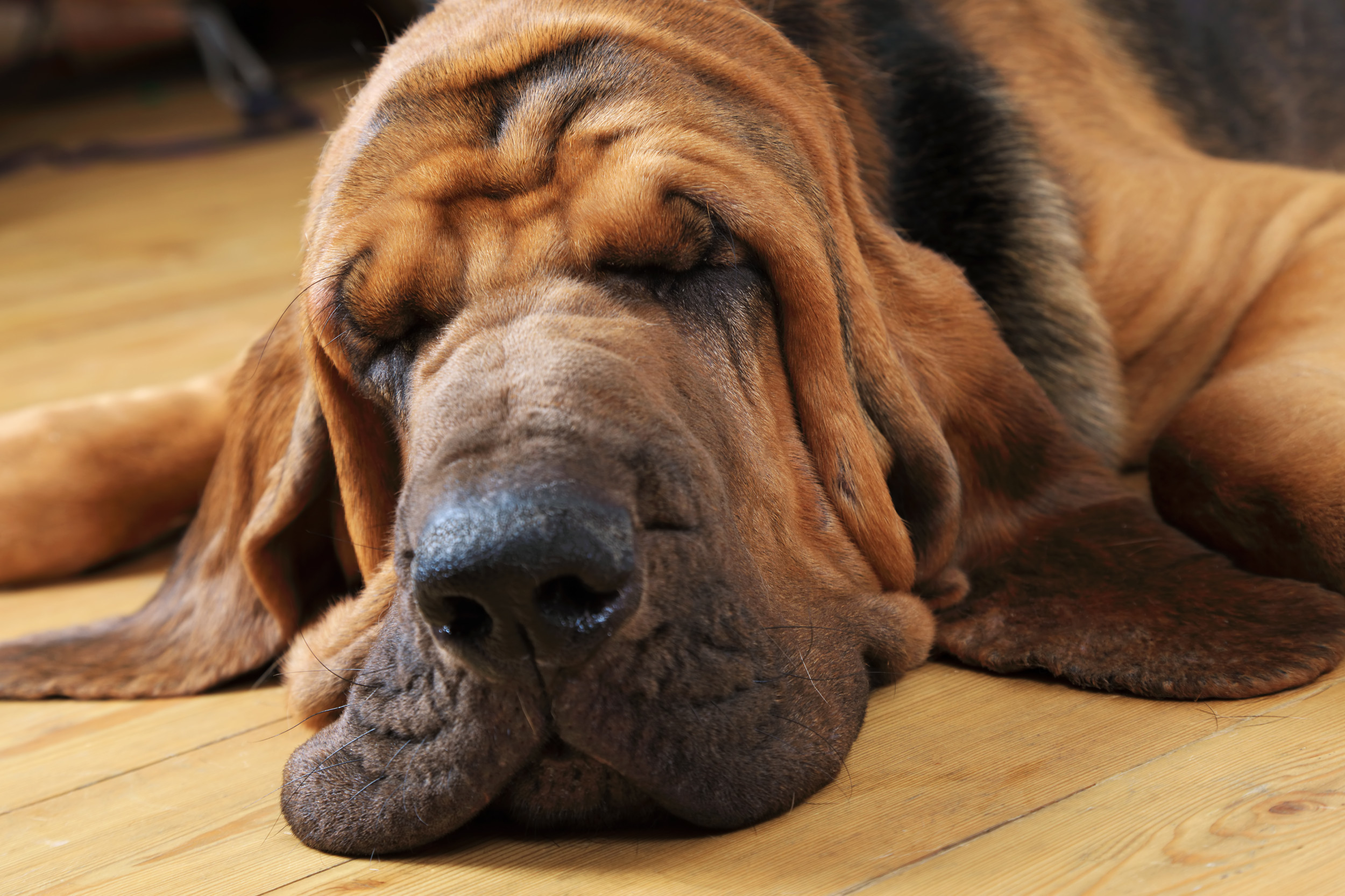 bloodhound sleeping