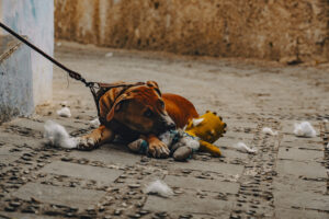 Dog Abandoned In Street With Toy