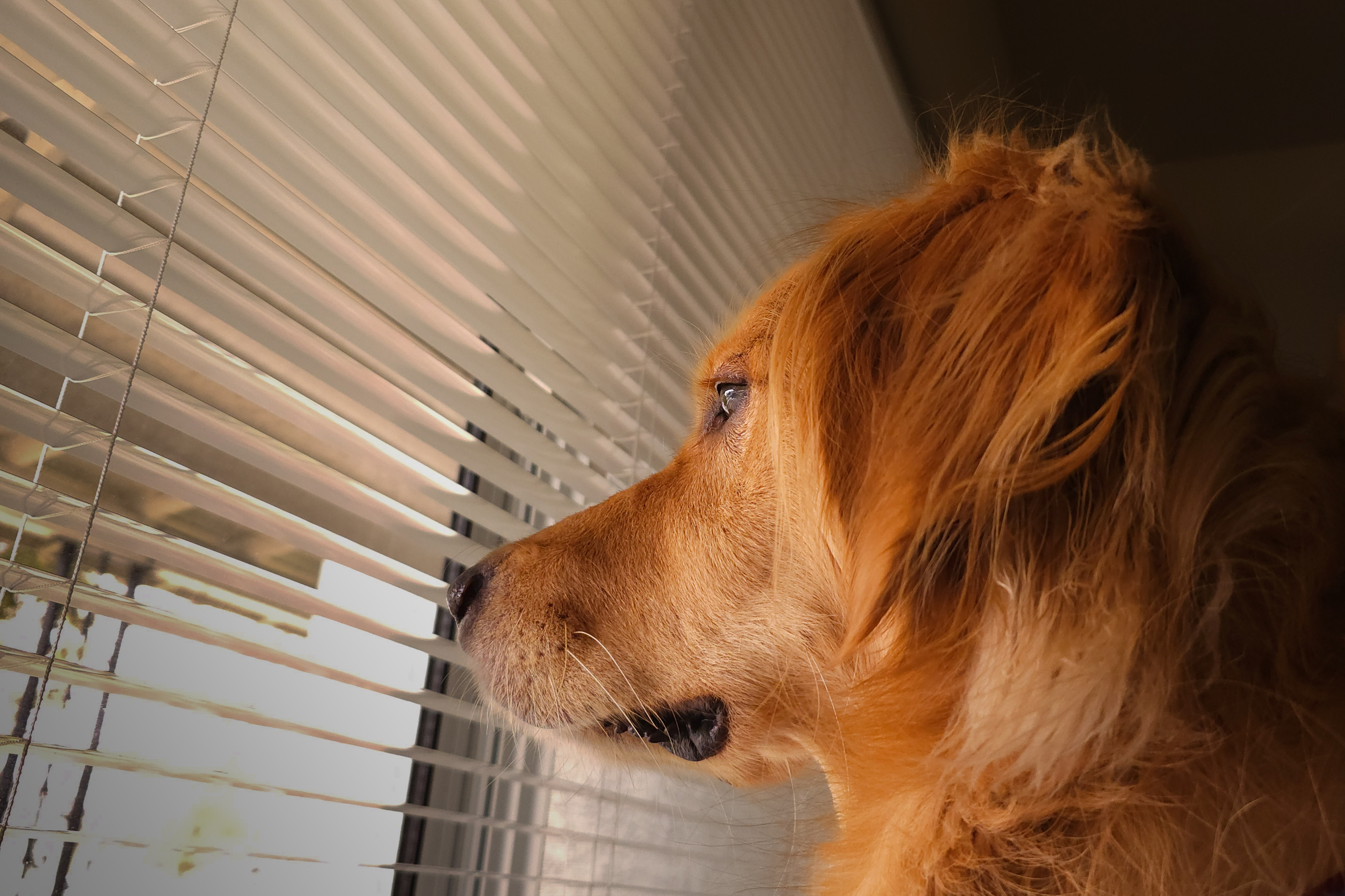 A dog looking out the window