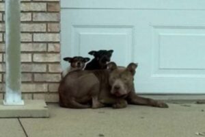 Three dogs found huddled together