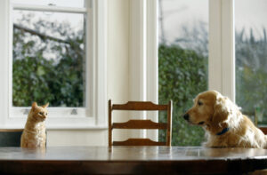 orange cat and dog look at eachother