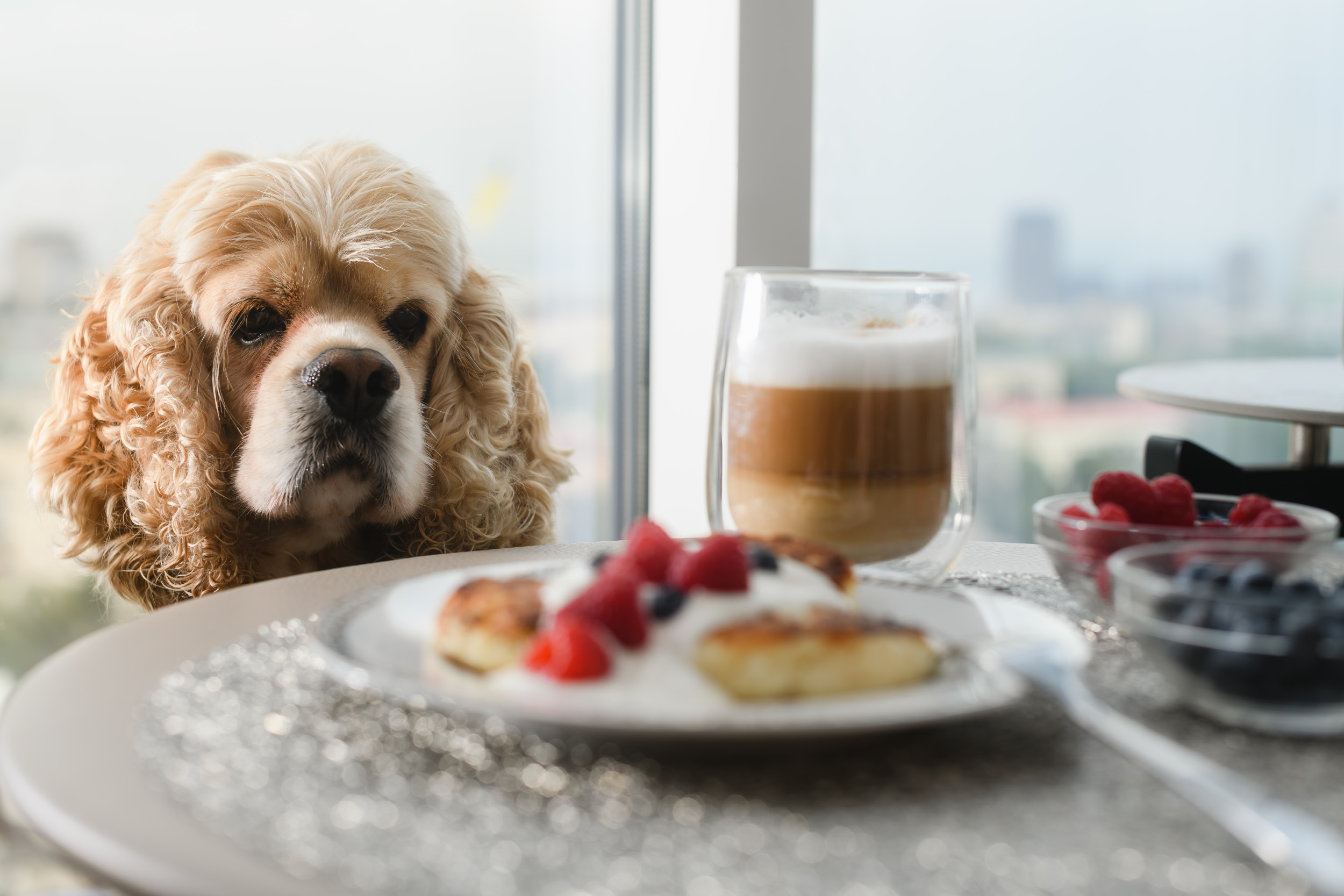 Cavalier King Charles Spaniel At Dinner