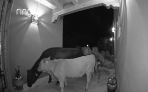 Seven cows turned up late one night.