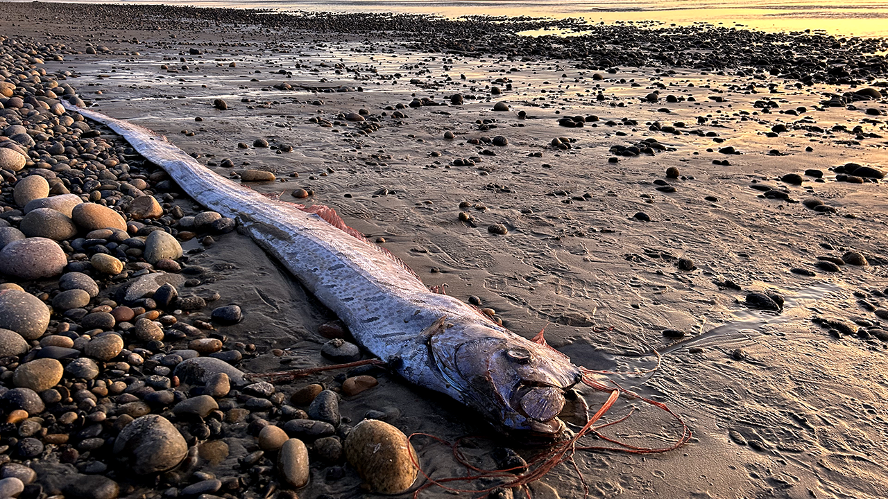 Rare 'doomsday fish,' spotted by California woman who was walking along beach