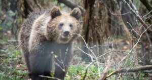 Romania sanctuary seeks to save bears as hunting resumes | Environment