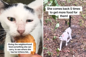 feral cat takes chicken to kittens