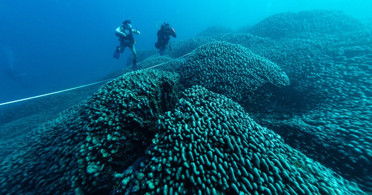 World’s largest coral discovered in Pacific near Solomon Islands | Climate Crisis News