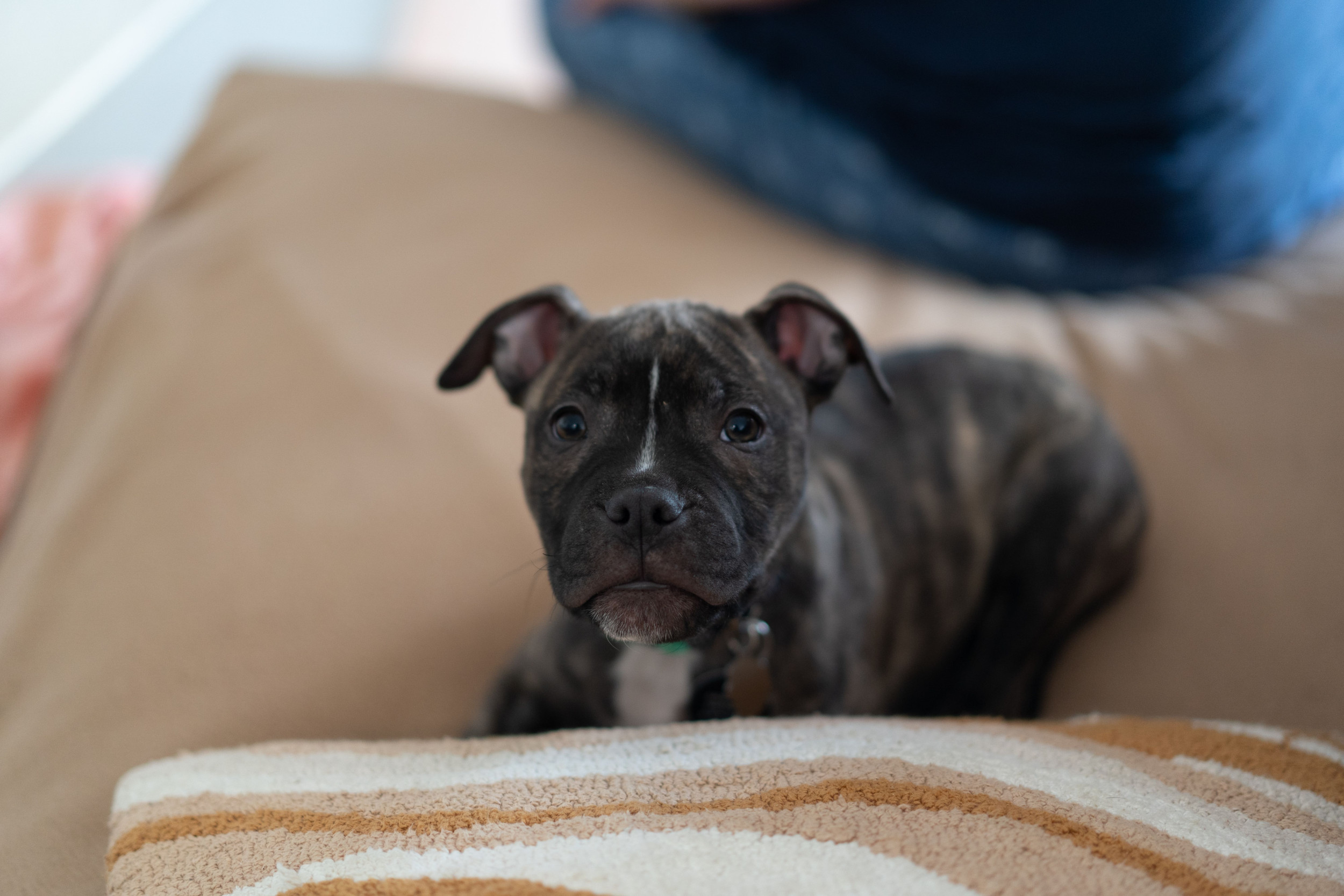 A Staffordshire Bull Terrier On A Couch.