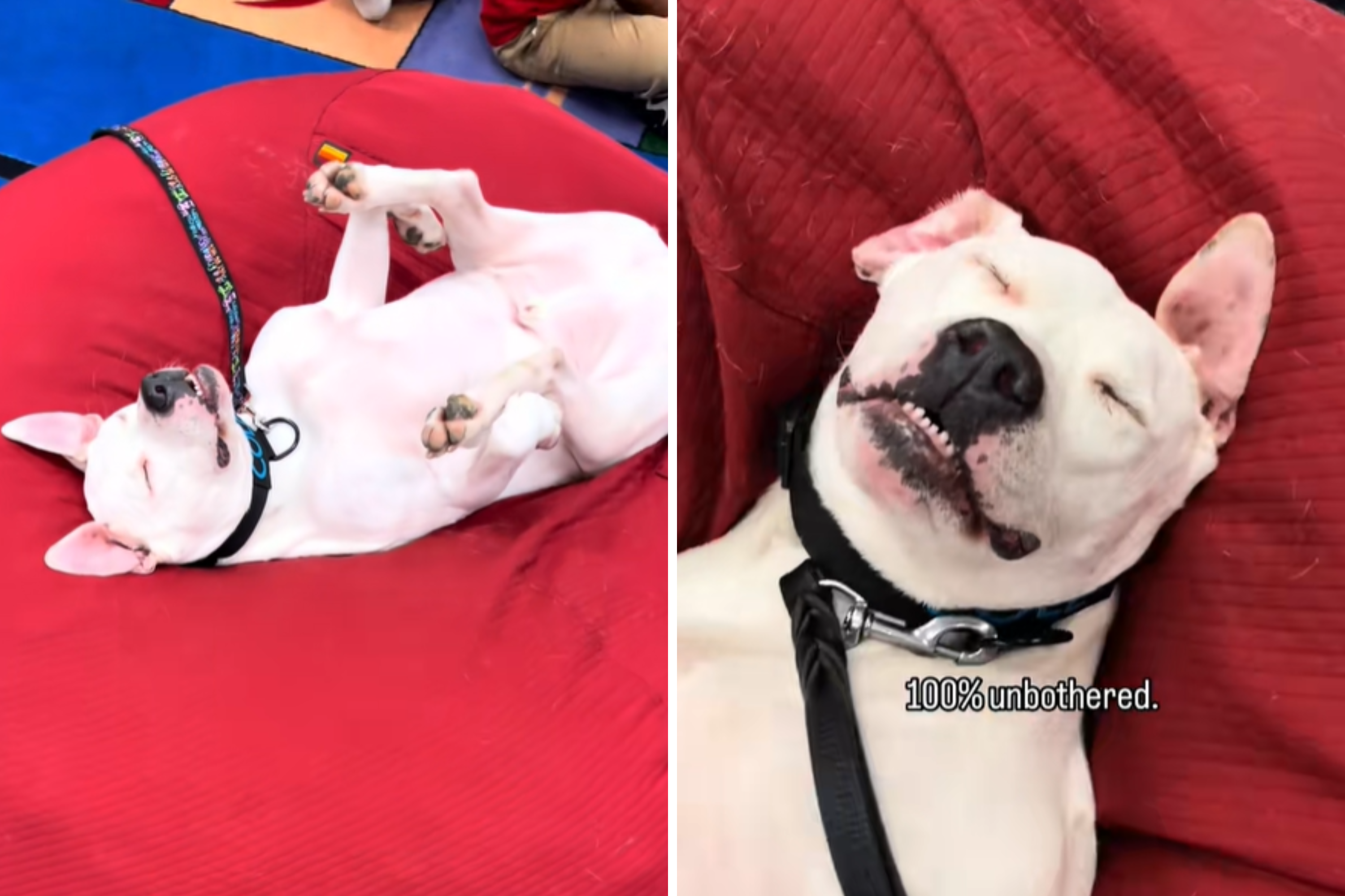 therapy dog sleeps at work