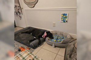 dog sleeps in sibling bed