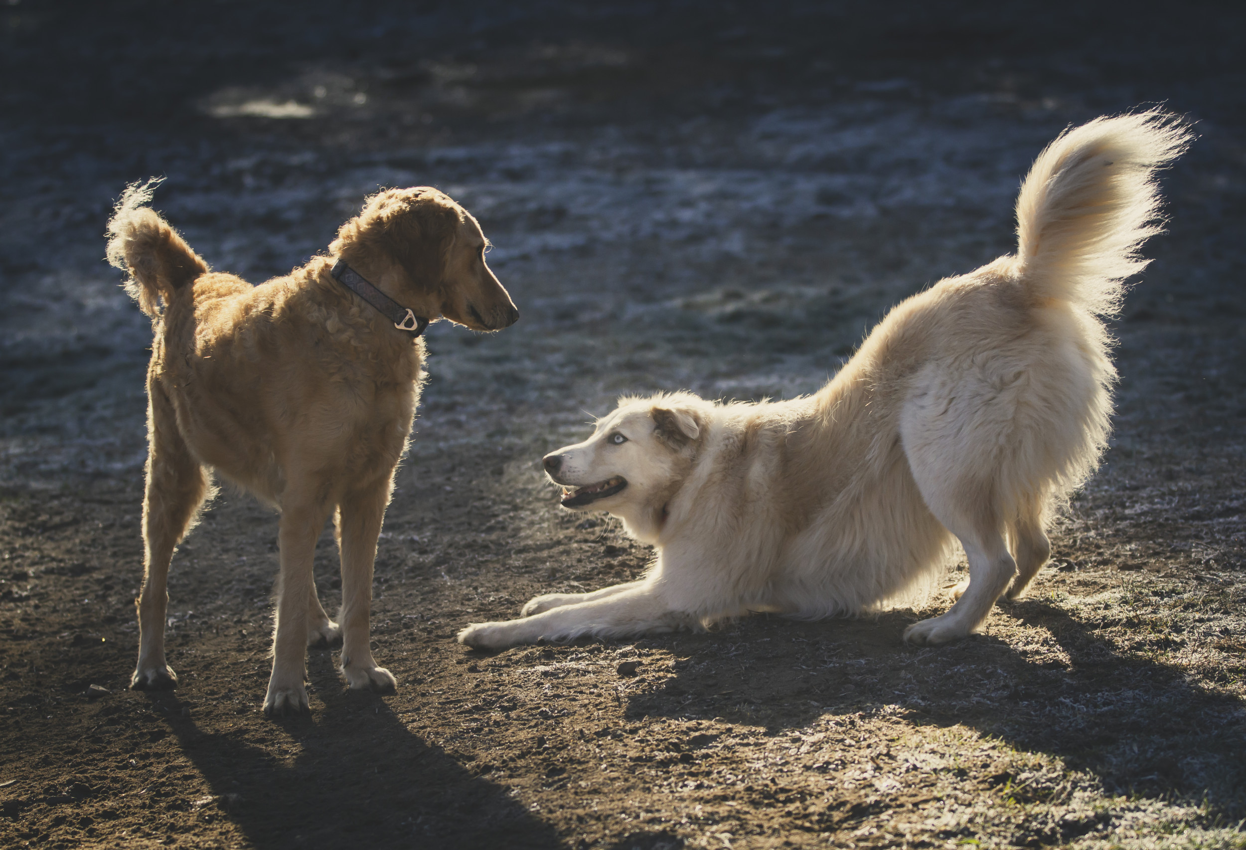 dog inviting play