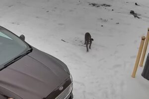 Puppy abandoned in snowy lot