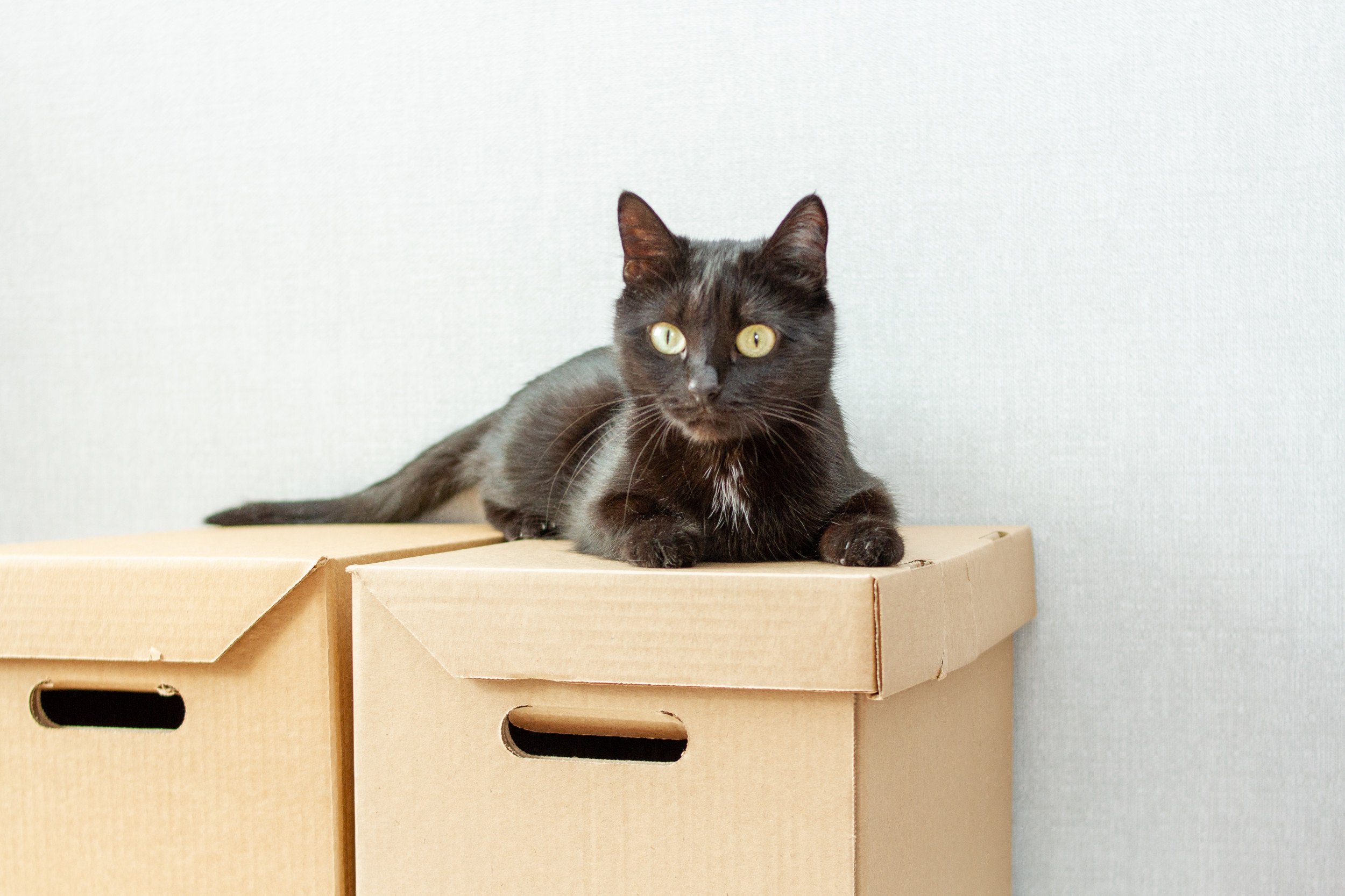 Cat sitting on cardboard boxes.