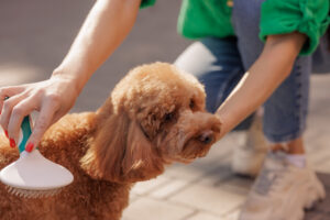 Woman Brushes Maltipoo