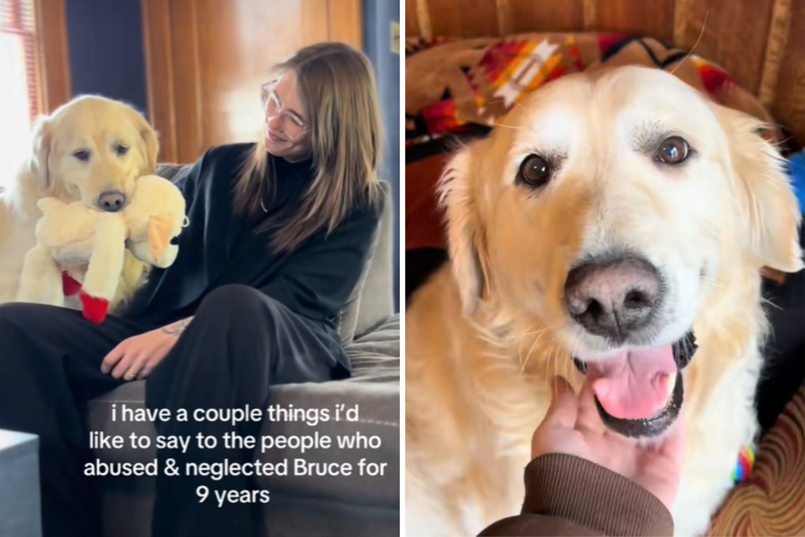 Senior golden retriever rescue