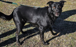 Maggie the rescue was left heartbroken.