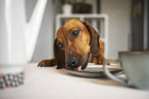 Stock image of a dachshund eating.