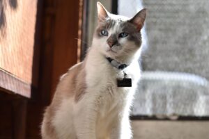 Grey and white cat with nametag