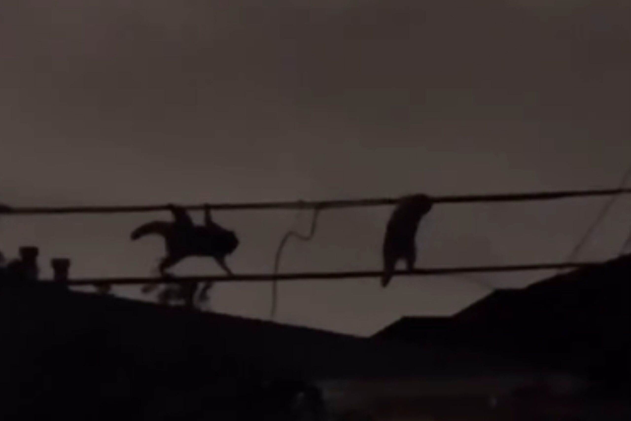 Raccoons crossing city power lines