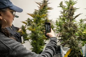 marijuana dispensary