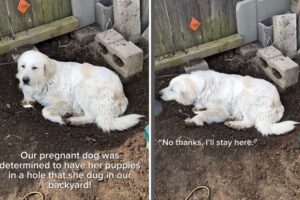 Great Pyrenees digs hole