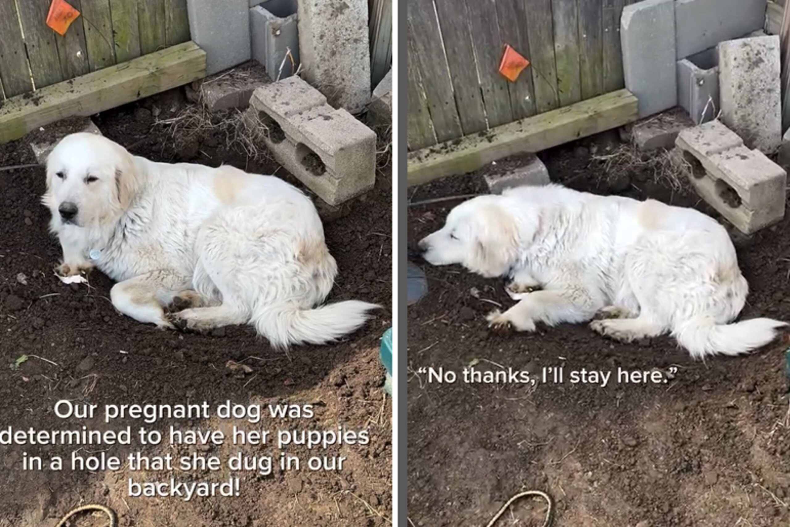 Great Pyrenees digs hole