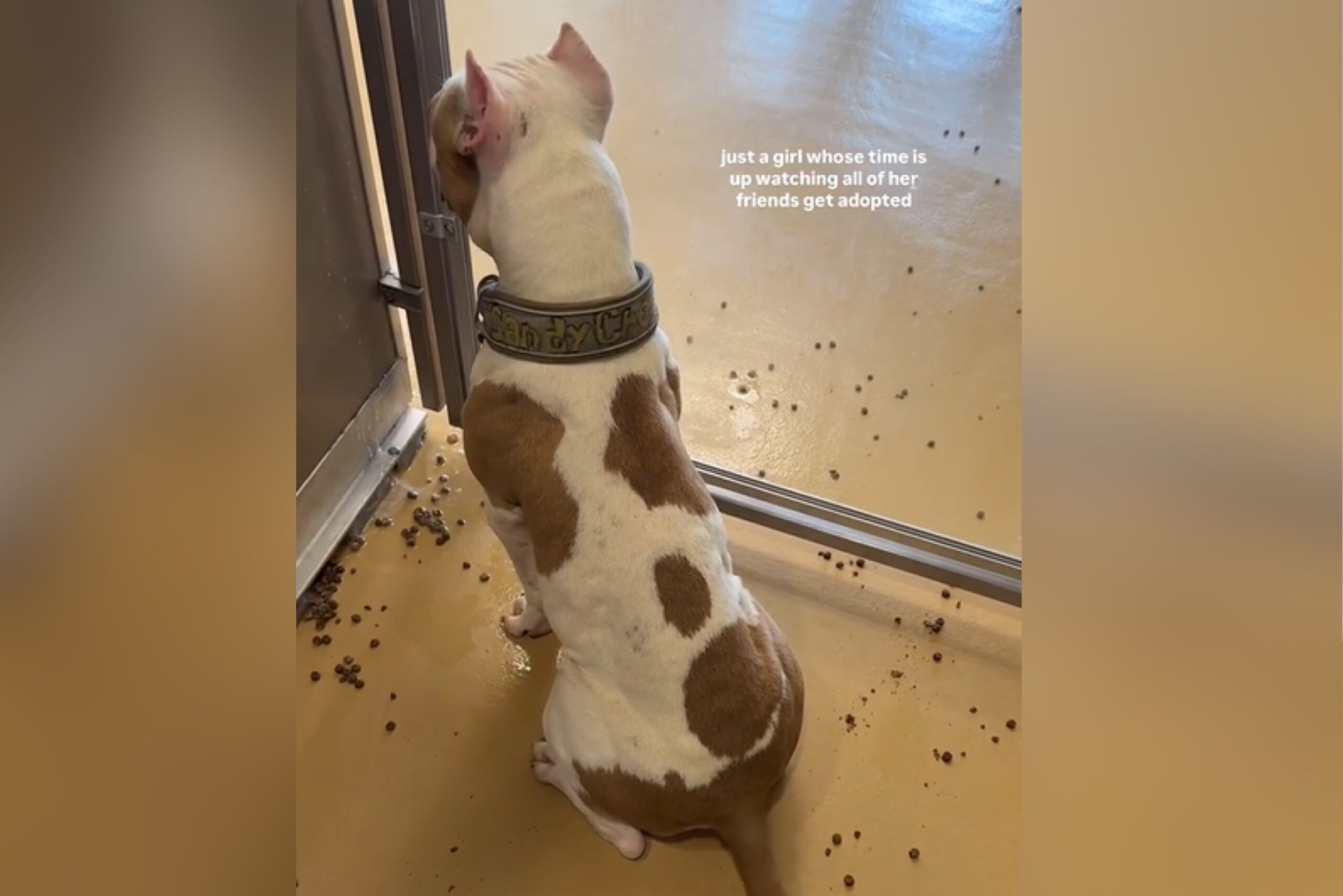 Shelter dog looks out