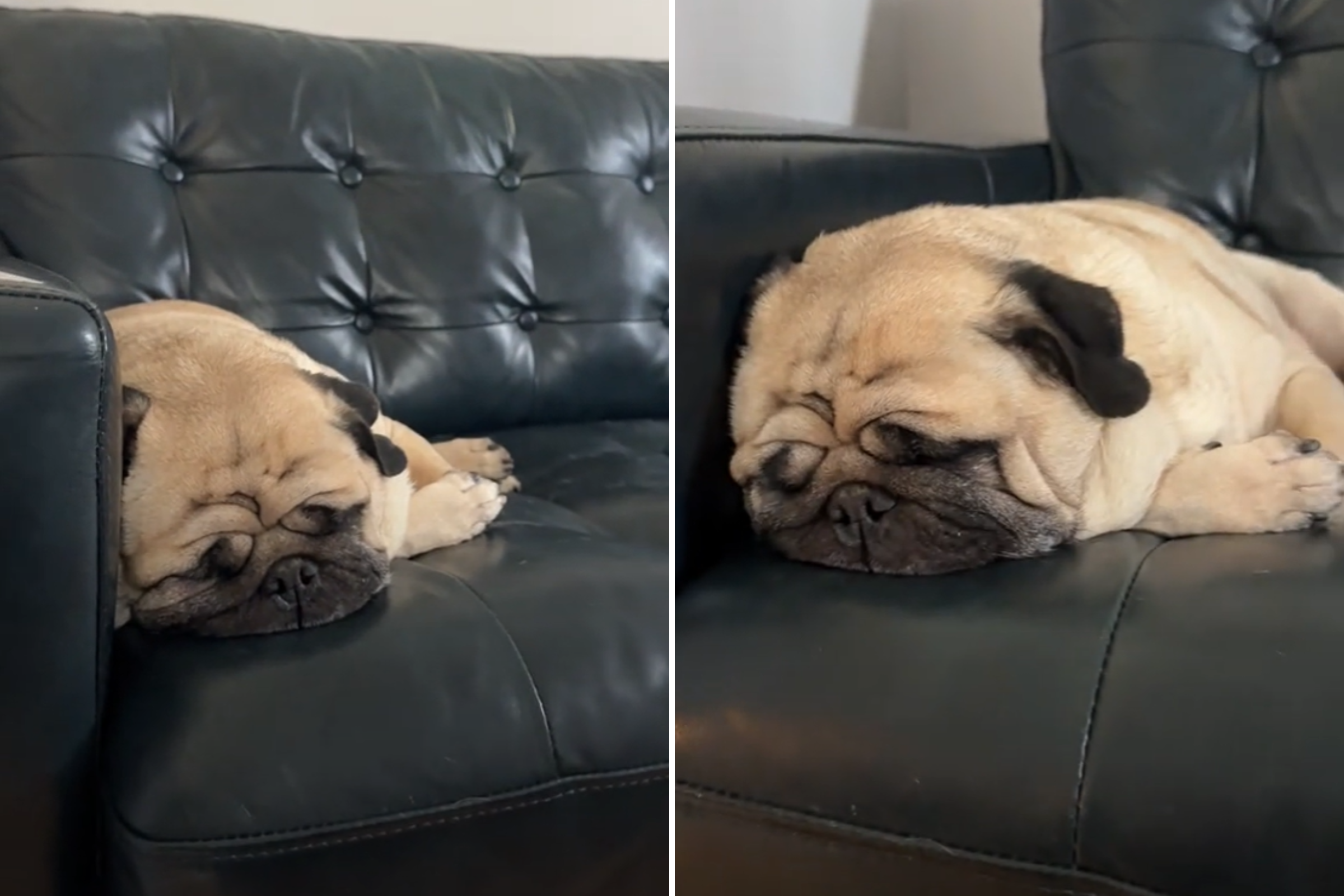 Pug snoring loudly