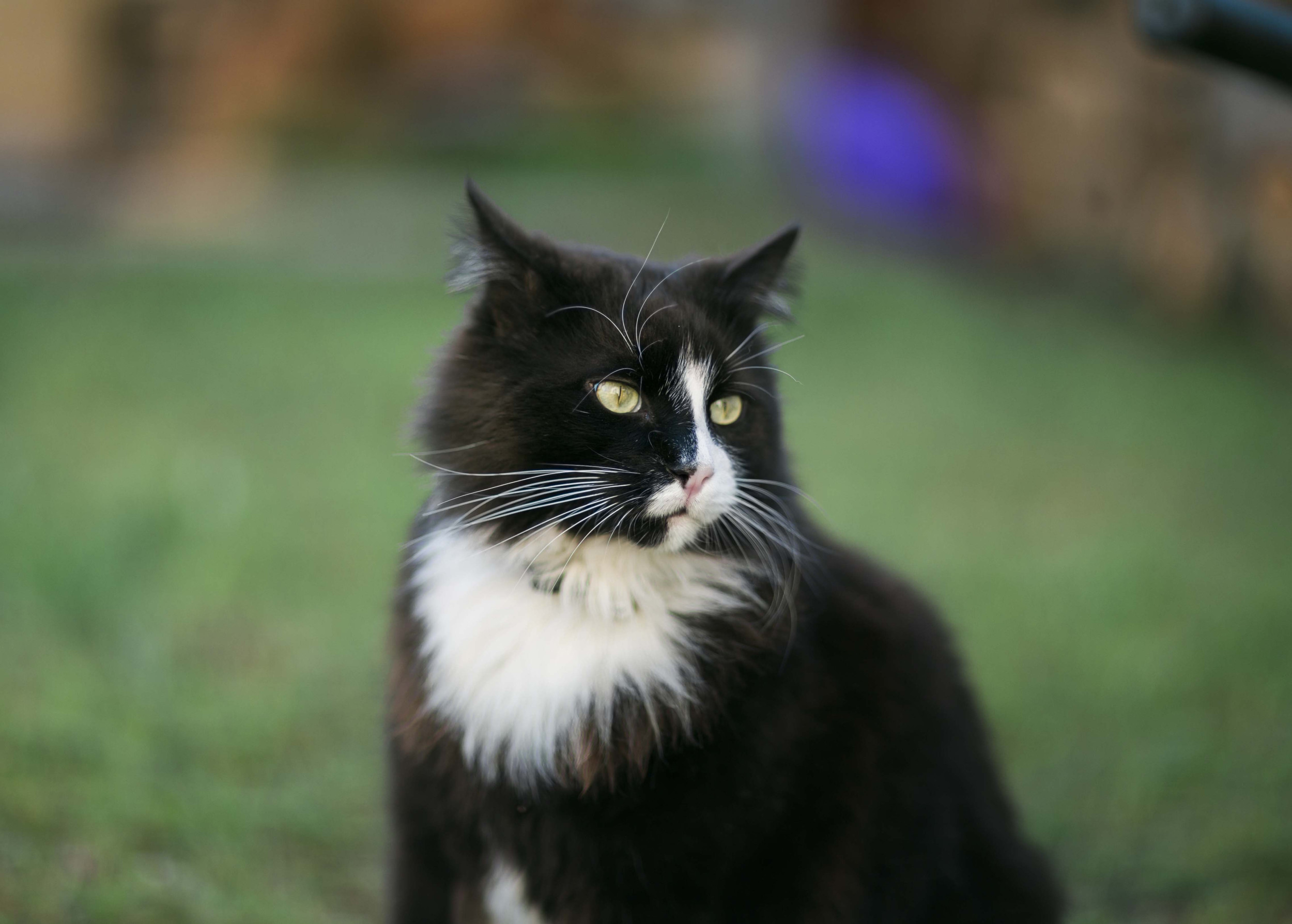 cat on the grass