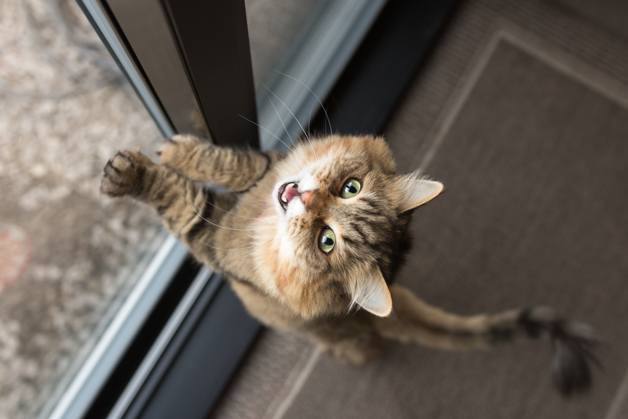 Cat at window