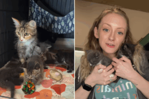 Cats abandoned outside