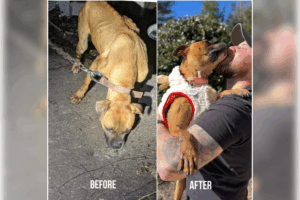 Alicia before and after