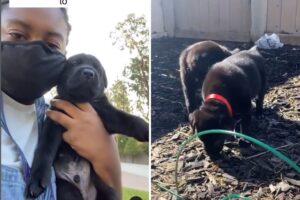 Family discovers puppies
