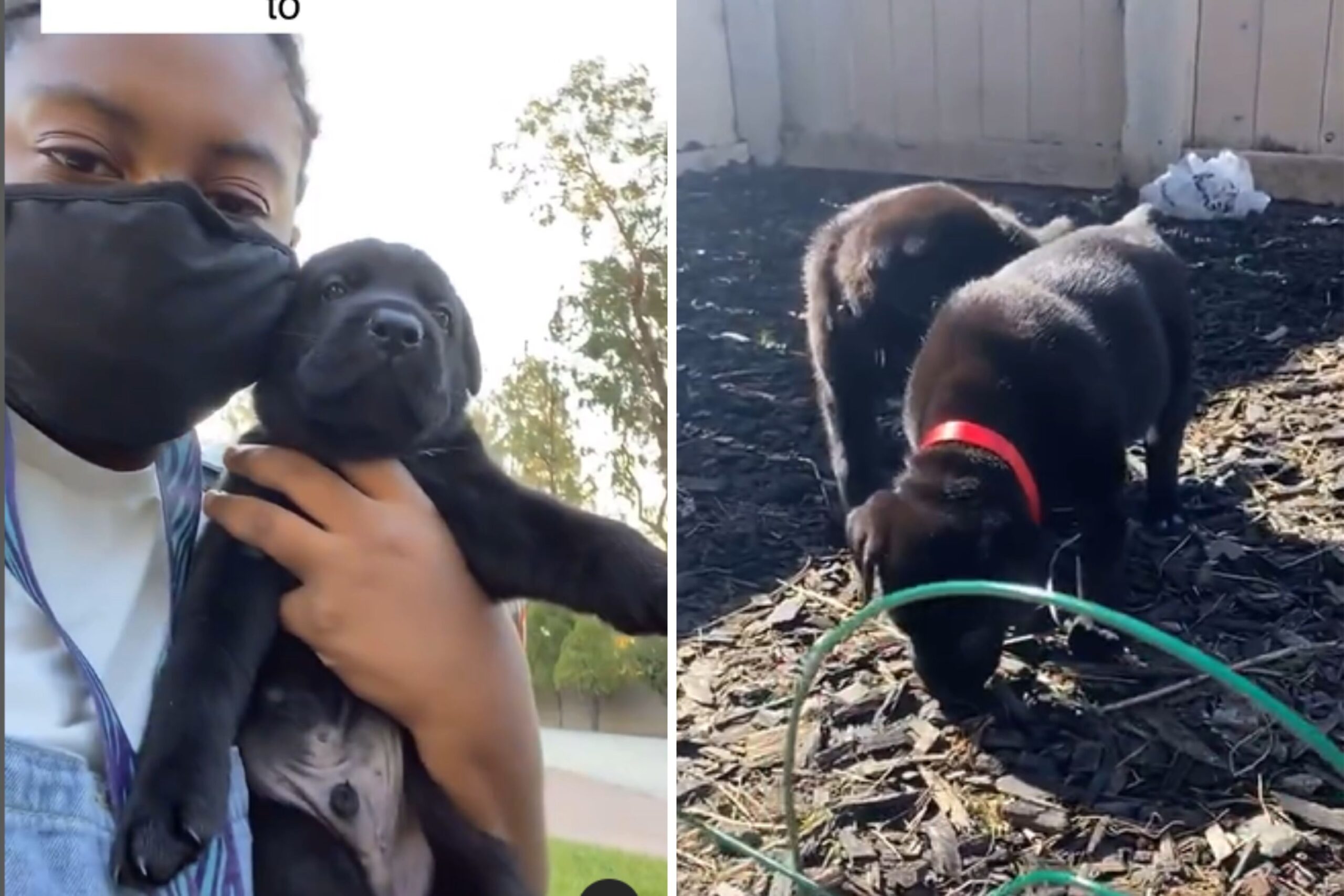Family discovers puppies