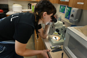 Fungi testing