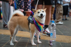 Dog attends Pride event rainbow bandana