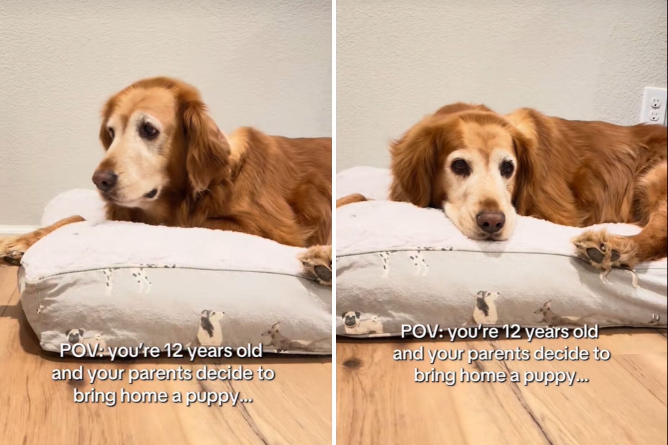 Senior golden retriever low energy