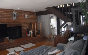 4 dogs and 4 cats in Earthquake.