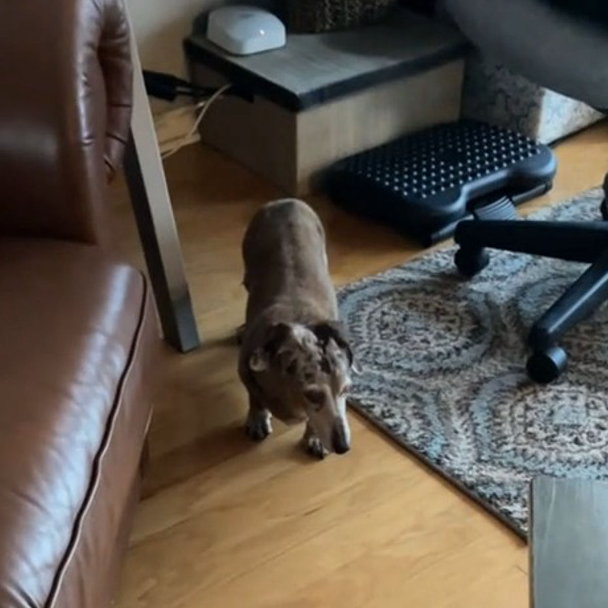 deaf, blind dog happy