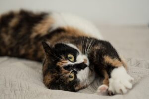 Calico cat stretching on bed