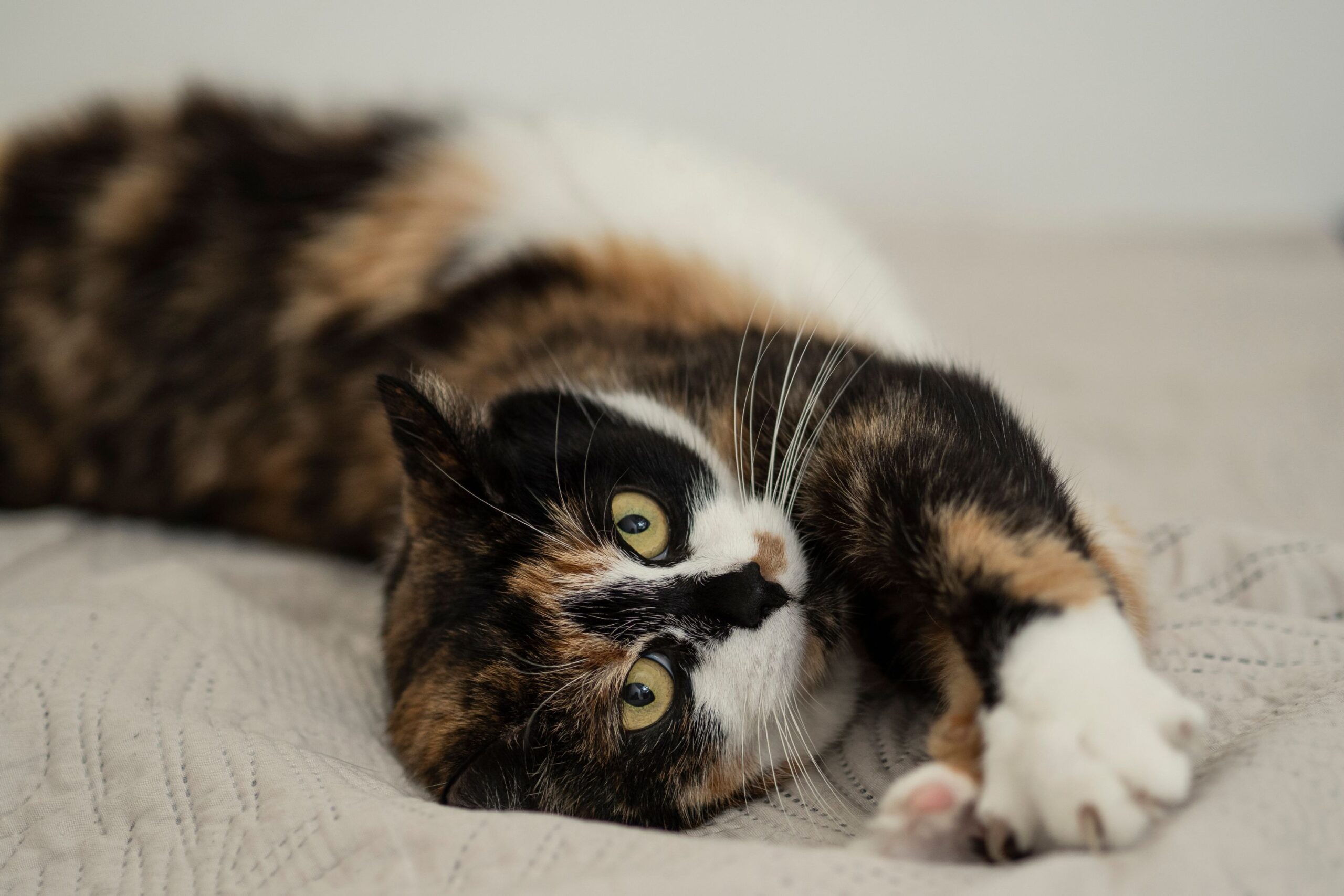 Calico cat stretching on bed