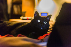 cat watching TV