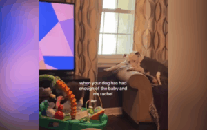 Norman the dog had had enough.