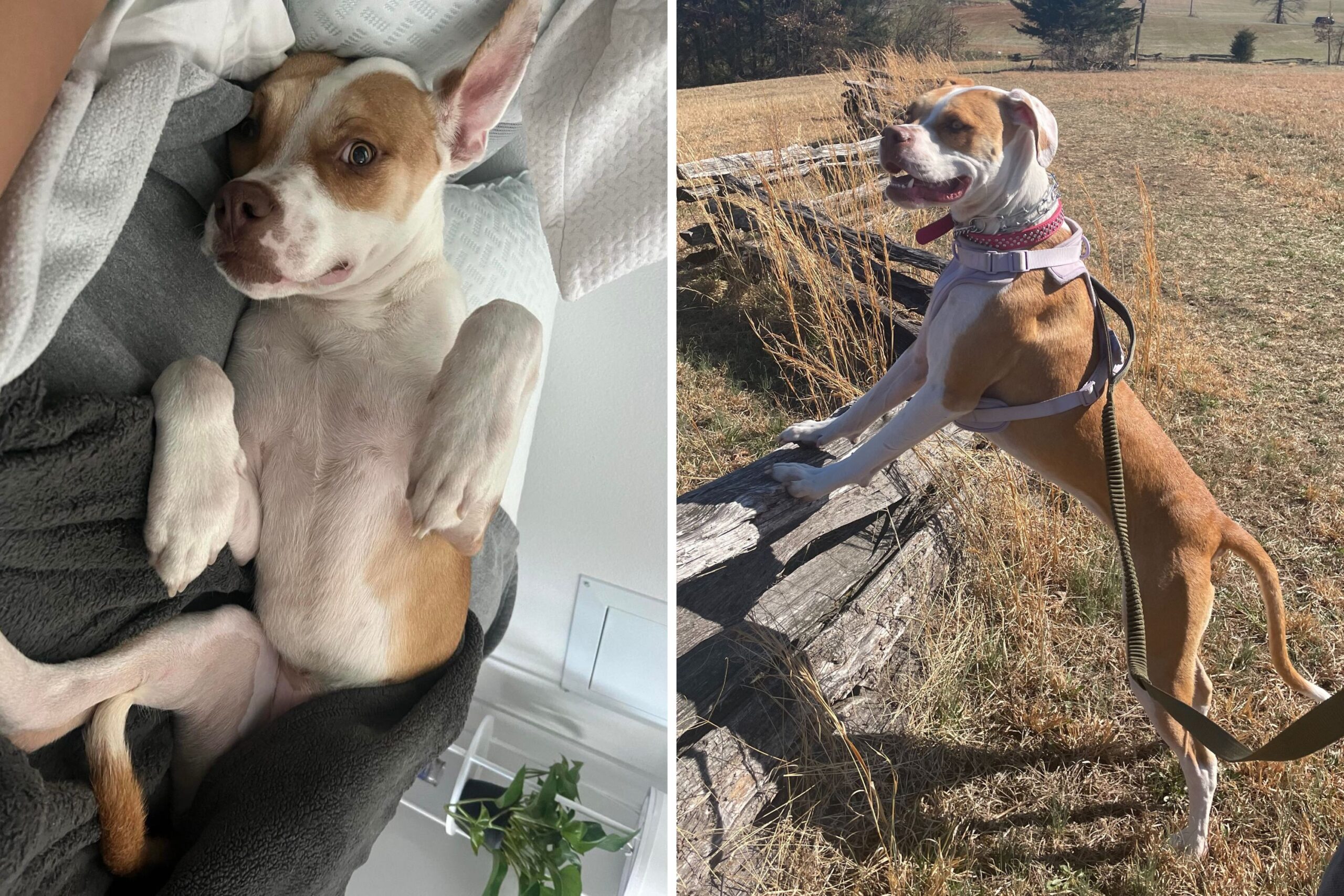 Rescue dog abused with BBs