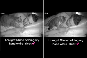Cat caught on pet cam