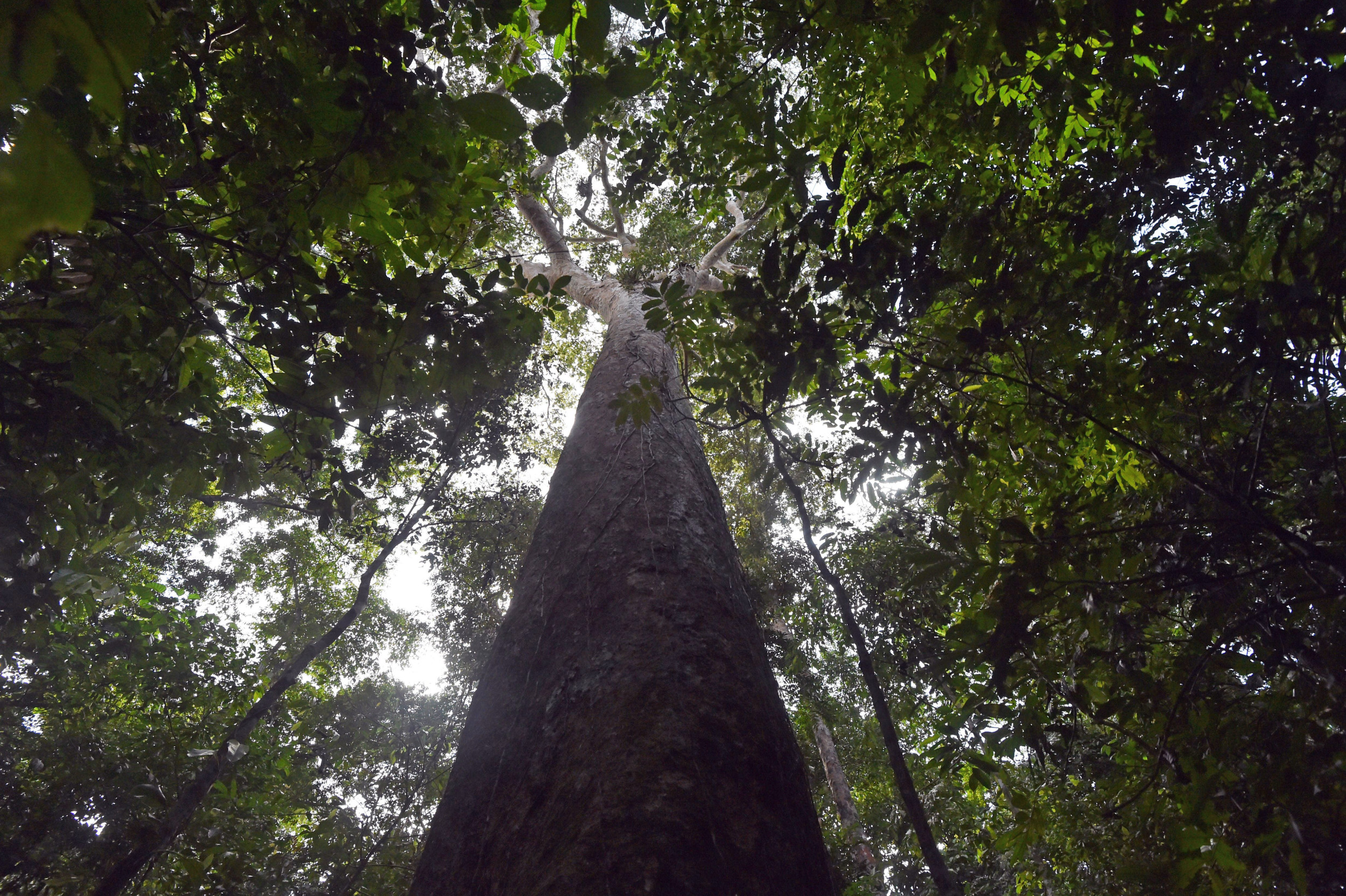 Forest Nature Preservation Panama